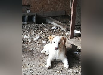 Tilly, freundlich und sanft