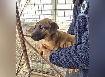 Lulu lustiges Welpenmädchen