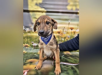 Boomer sucht das Abenteuer