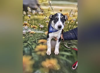 Joey, kleiner Herzensbrecher