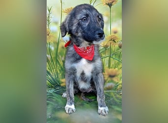 Xena, abenteuerlustiges Welpenmädchen