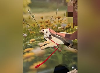 Fay, sucht ein Kuschelkörbchen