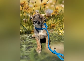 Peanut, neugierig und verspielt