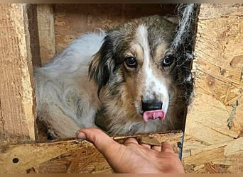 Carlotta, sucht einen Gnadenplatz