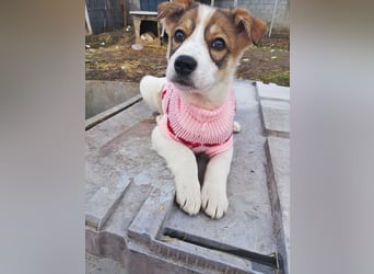 Sandy, freundliches Welpenmädchen