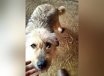 Benji, sehr freundlich