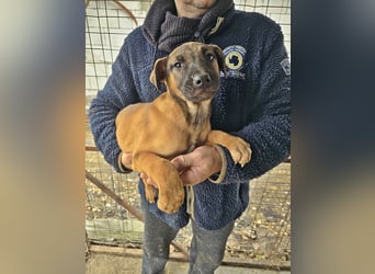 Lulu lustiges Welpenmädchen