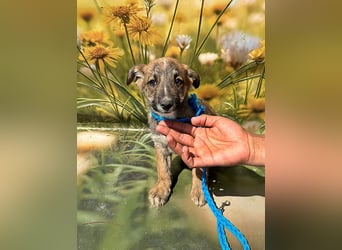 Peanut, neugierig und verspielt