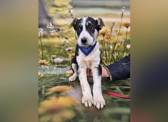 Joey, kleiner Herzensbrecher