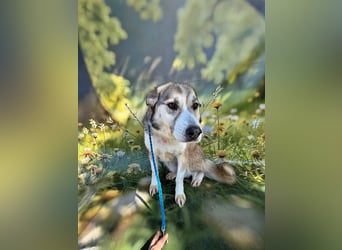 Charly (2), freundlich und neugierig