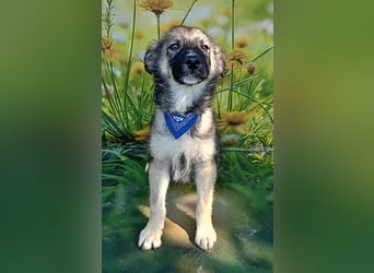 Mailo, verspielt und lieb