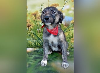 Xena, abenteuerlustiges Welpenmädchen