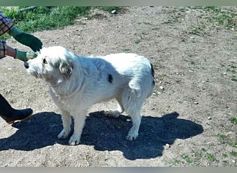 Daisy, sehr lieb und sozial