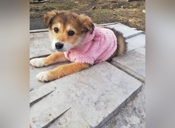 Priya, Welpenmädchen möchte die Welt entdecken