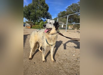 Mila: wenn Einsamkeit krank macht - gerne Pflegestelle