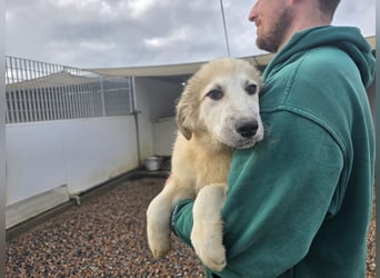 Tancredi: ein Wuschel zum Verlieben