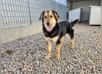 Bijou: perfekte Familienhündin