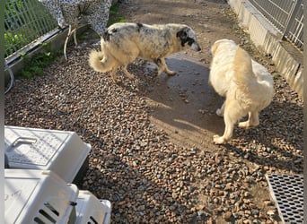 Mila: wenn Einsamkeit krank macht - gerne Pflegestelle