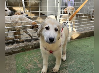 Tancredi: ein Wuschel zum Verlieben