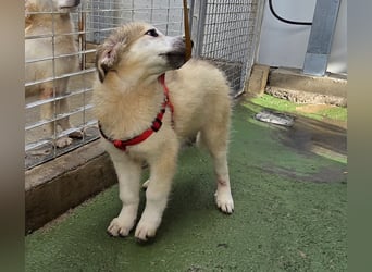 Tancredi: ein Wuschel zum Verlieben