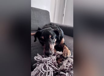 SKIBBY - Charmanter Schmusehund sucht seine Menschen