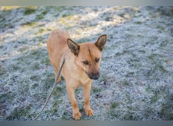 ROSALINA – Freundliche Hündin möchte endlich ein Zuhause finden