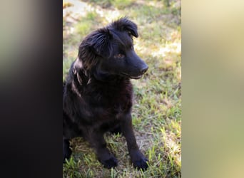 JOSHA – Fröhlicher Junghund sucht aktive Menschen