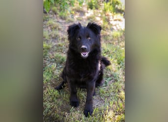 JOSHA – Fröhlicher Junghund sucht aktive Menschen
