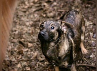 DUKE – Junger, lieber Rüde sucht seine Menschen