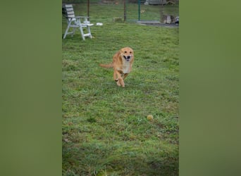 ODIN - verschmuster Jungspund sucht seine Menschen