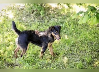 SKIBBY - Charmanter Schmusehund sucht seine Menschen