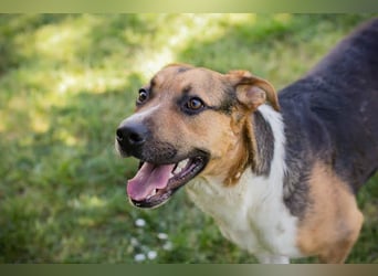 TOBI – Tapferer Junghund sucht seinen Neuanfang