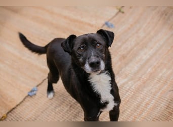 FIDO – Verschmuster Rüde sucht Menschen nur für sich