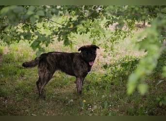 ALEAH – Clevere junge Hündin sucht ihr Glück