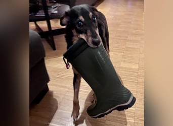 SKIBBY - Charmanter Schmusehund sucht seine Menschen