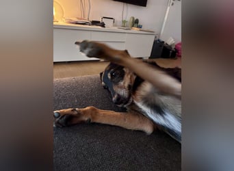 SKIBBY - Charmanter Schmusehund sucht seine Menschen