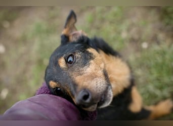 SKIBBY - Charmanter Schmusehund sucht seine Menschen