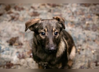 DUKE – Junger, lieber Rüde sucht seine Menschen