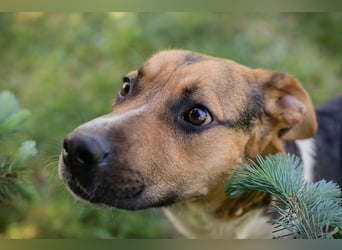 TOBI – Tapferer Junghund sucht seinen Neuanfang