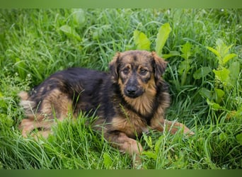 SISSY – Liebe Hundedame sucht ihr Für-immer-Zuhause