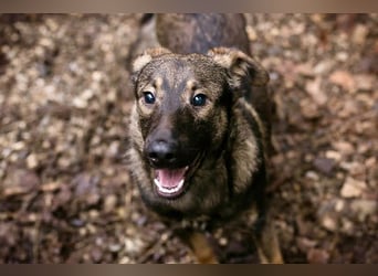 DUKE – Junger, lieber Rüde sucht seine Menschen