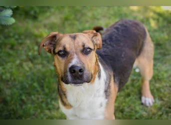 TOBI – Tapferer Junghund sucht seinen Neuanfang