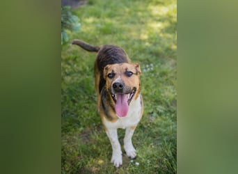 TOBI – Tapferer Junghund sucht seinen Neuanfang
