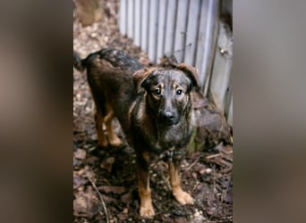 DUKE – Junger, lieber Rüde sucht seine Menschen