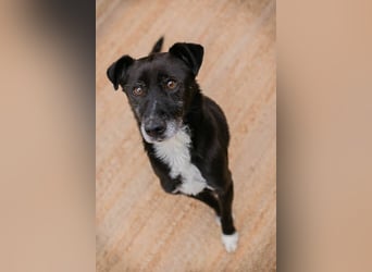 FIDO – Verschmuster Rüde sucht Menschen nur für sich