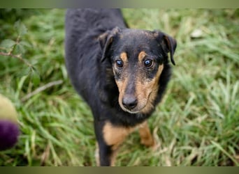 SKIBBY - Charmanter Schmusehund sucht seine Menschen