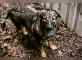 DUKE – Junger, lieber Rüde sucht seine Menschen