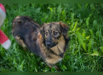 SISSY – Liebe Hundedame sucht ihr Für-immer-Zuhause