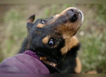SKIBBY - Charmanter Schmusehund sucht seine Menschen
