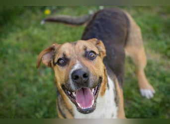 TOBI – Tapferer Junghund sucht seinen Neuanfang
